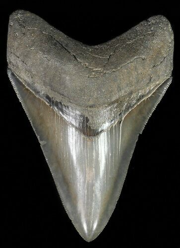 Serrated, Megalodon Tooth - Excellent Tip #69769